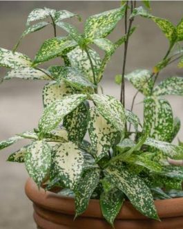 Gold dust dracaena/Dracaena surculosa (Single Plant)