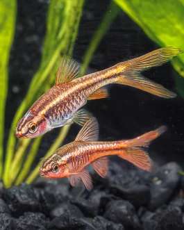Cherry barb vailtail ( 6 pcs)