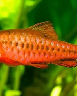 Cherry barb vailtail ( 6 pcs)