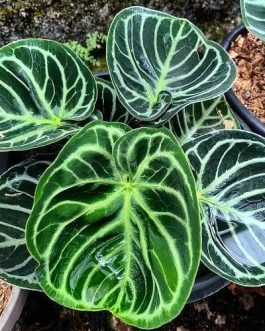 Anthurium Dorayaki (jiffy sized)