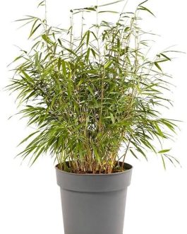 Mini bamboo plant ( Large plant)