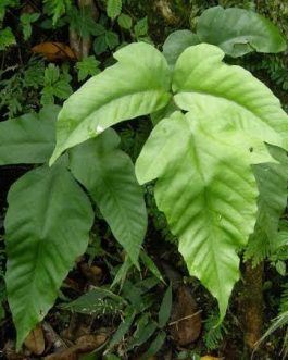 Halberd fern (single plant clump)