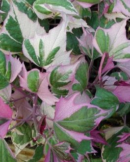 Tricolor Sweet Potato Vine/ ipomoea batatas (single plant)