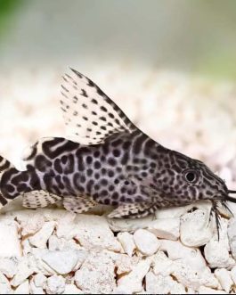 Feather fin cat fish ( 1 fish)