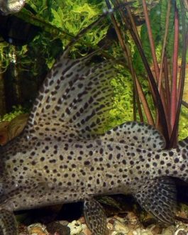 Feather fin cat fish ( 1 fish)