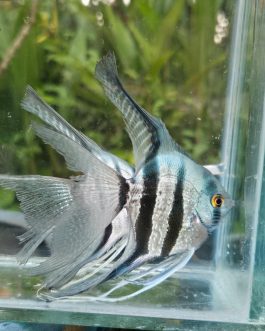 Blue zebra vailtail (rare)angel Adult (pair)