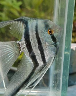 Blue zebra vailtail (rare)angel Adult (pair)