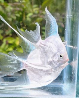 Platinum white angel vailtail ( rare) Adult pair