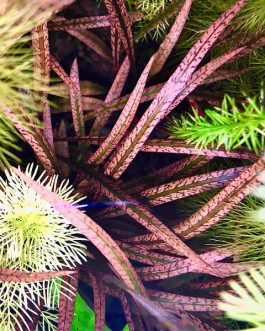 Jumbo sized TC cup- Cryptocoryne Sp Tiger (Tissue Culture cup)