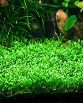 Jumbo sized TC cup- Glossostigma elatinoides (Tissue Culture cup)