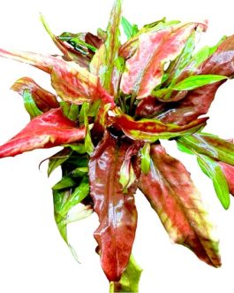 Jumbo sized TC cup- Cryptocoryne wendtii Gecko (Tissue Culture cup)