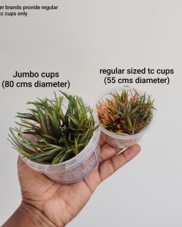 Jumbo sized TC cup- Cryptocoryne wendtii Gecko (Tissue Culture cup)