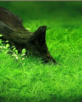 Jumbo sized TC cup- Japanese Dwarf Hair Grass (Tissue Culture cup)