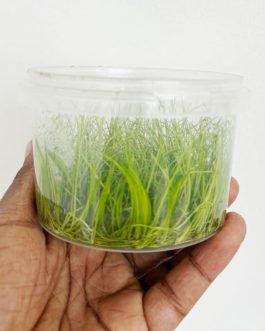 Jumbo sized TC cup- Japanese Dwarf Hair Grass (Tissue Culture cup)