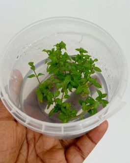 Jumbo sized TC cup- Staurogyne repens (Tissue Culture cup)