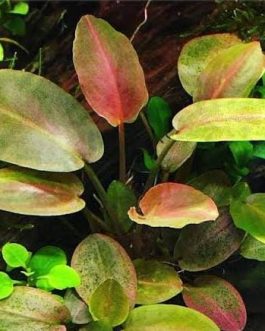 Jumbo sized TC cup- Lagenandra meeboldii Red (Tissue Culture cup)