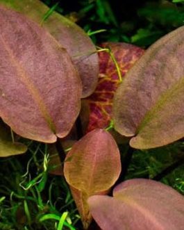 Jumbo sized TC cup- Lagenandra meeboldii Red (Tissue Culture cup)