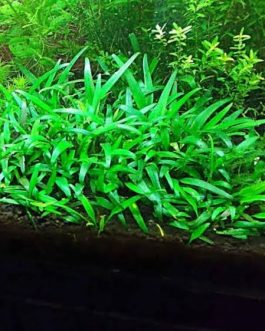 Jumbo sized TC cup- Cryptocoryne Lucens (Tissue Culture cup)