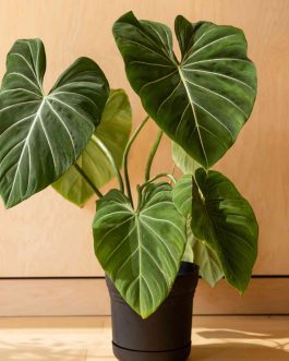 Philodendron Gloriosum (Large plant)