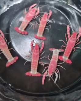 Pink ghost cray fish Rare ( pair)