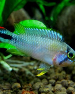 Apistograma panduro rare ( 4 pcs)