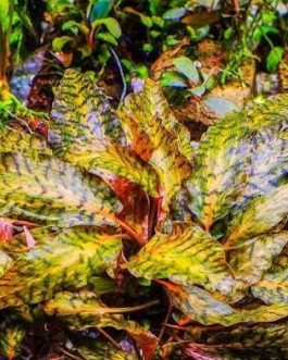 Jumbo sized TC cup- Cryptocoryne nurii (Tissue Culture cup)