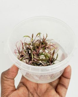 Jumbo sized TC cup- Cryptocoryne nurii (Tissue Culture cup)