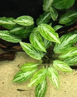 Jumbo sized TC cup- Lagenandra Meeboldii Silver Queen (Tissue Culture cup)