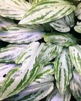 Jumbo sized TC cup- Lagenandra Meeboldii Silver Queen (Tissue Culture cup)