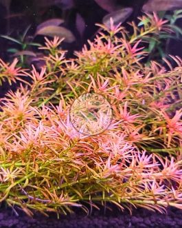 Jumbo sized TC cup- Rotala Goias/ Red carpeting rotala/ Rotala Mexicana Goias (Tissue Culture cup)